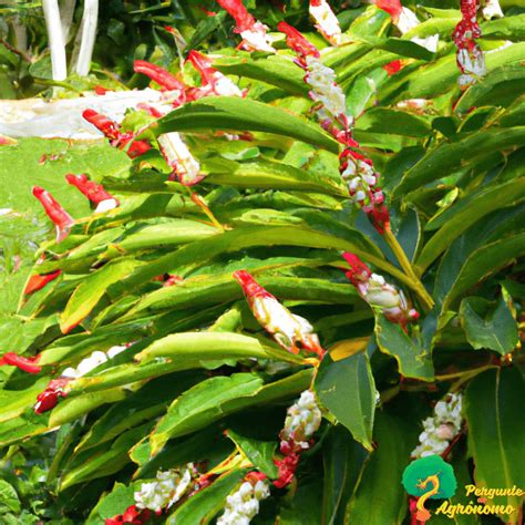 planta colônia onde comprar